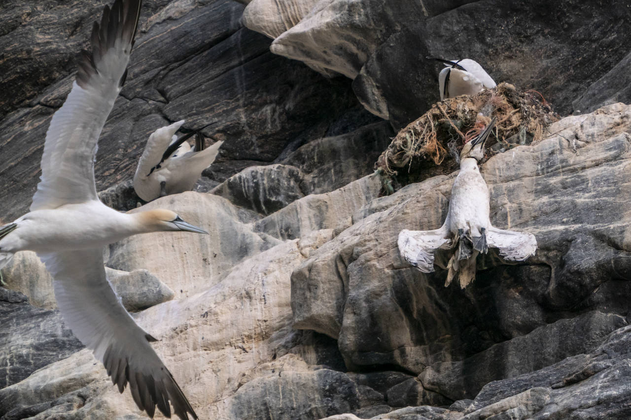 En død havsule henger i fiskegarn av plast på fuglefjellet på Runde. Statsminister Erna Solberg så denne fuglen fra båten på en tur rundt øya. Foto: Heiko Junge / NTB scanpix