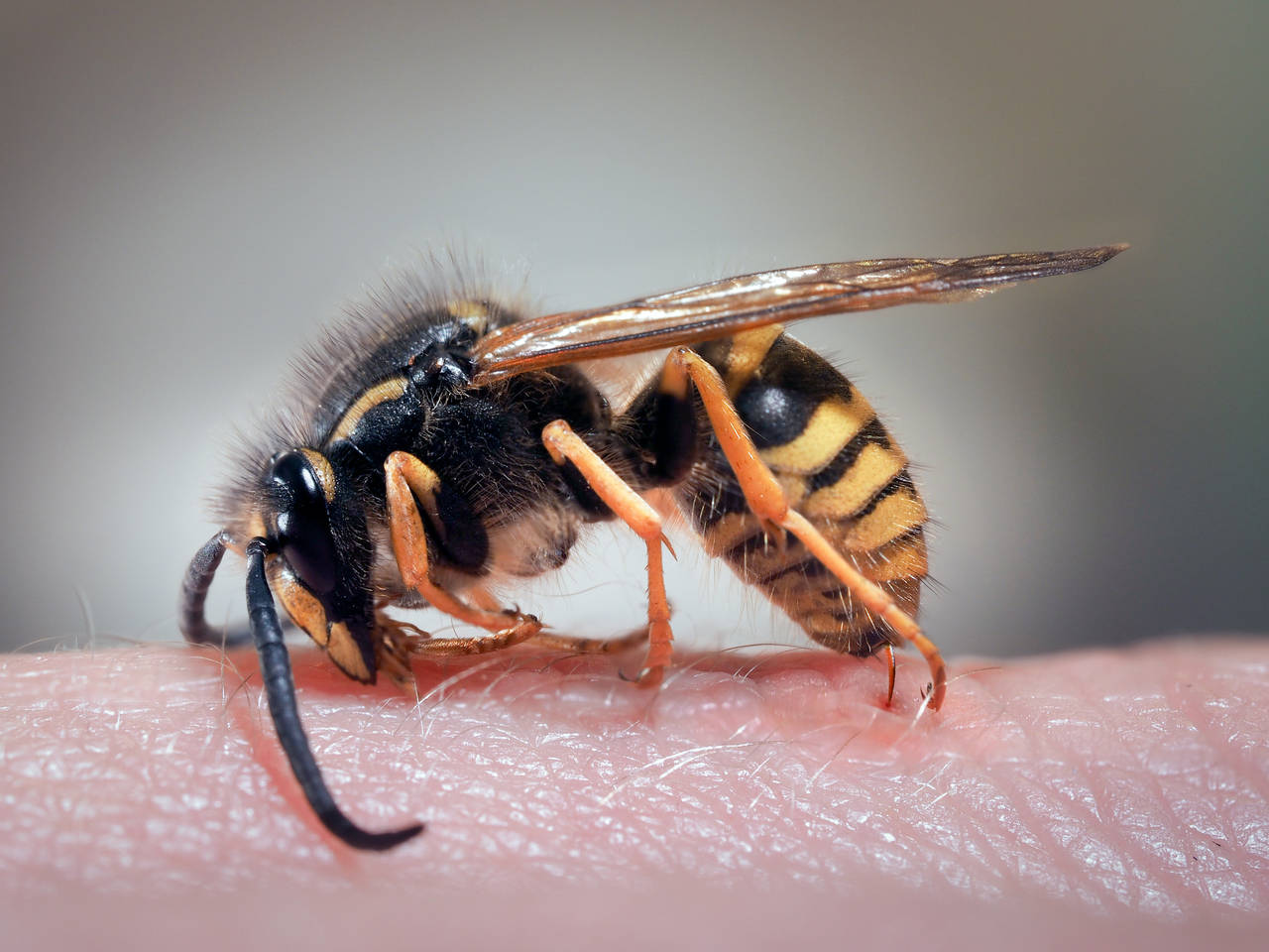 KAN DREPE: De fleste tåler vepsestikk godt – men for allergikere kan et stikk få fatale konsekvenser. FOTO: Shutterstock