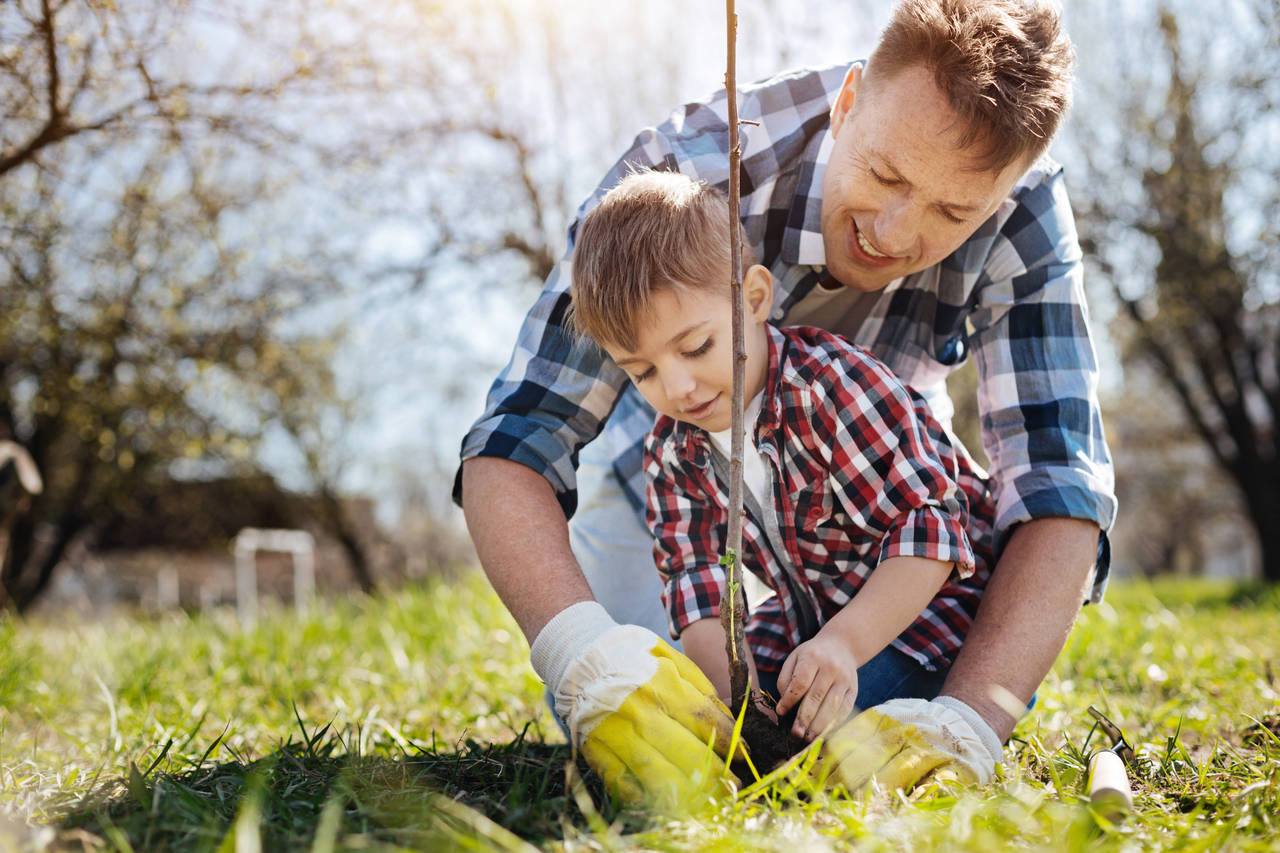 HAGENS STOLTHET: Et tre gir skygge, bakgrunnsmusikk, farger, oppholdsrom og minner. Høsten er et godt tidspunkt for planting. FOTO: Shutterstock / NTB scanpix