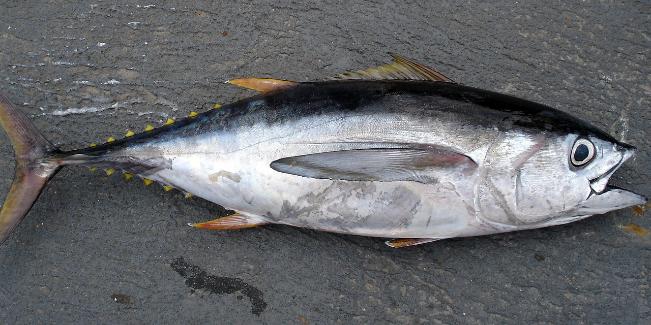 Makrellstørje også kalt tunfisk. Foto: Pixabay