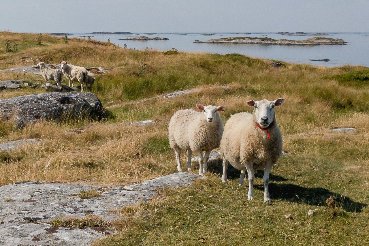 Ny lagerstatistikk fra Nortura viser at lagrene av lam fortsatt øker, mens det er en liten nedgang på sau. Volumet nærmer seg det høyeste på 15 år. Foto: Kurt Helge Røsand / KSU.NO