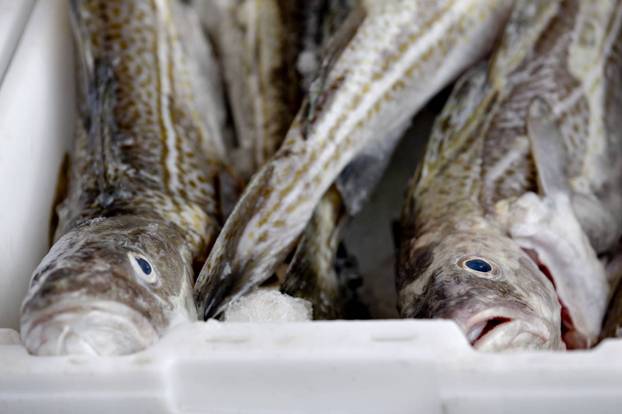 Fiskerne fikk inndratt 19.000 tonn fisk til en verdi av 99 millioner kroner. Foto: Anette Karlsen / NTB scanpix