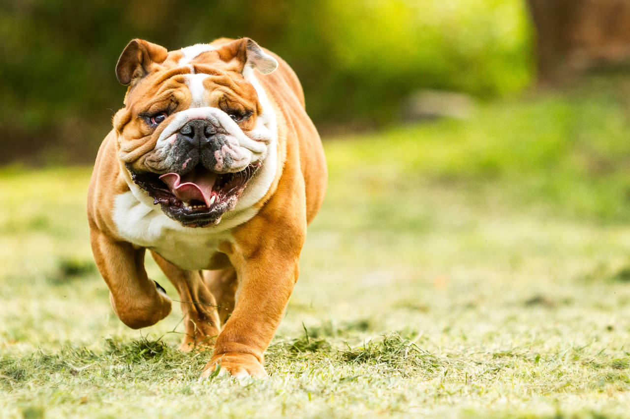 ANDPUSTEN: Andpustenhet er kanskje del av «sjarmen» med engelske bulldogger, men mange lider av både luftveisproblemer, betennelser i hudfolder og manglende evne til å føde selvstendig. FOTO: Shutterstock / NTB scanpix