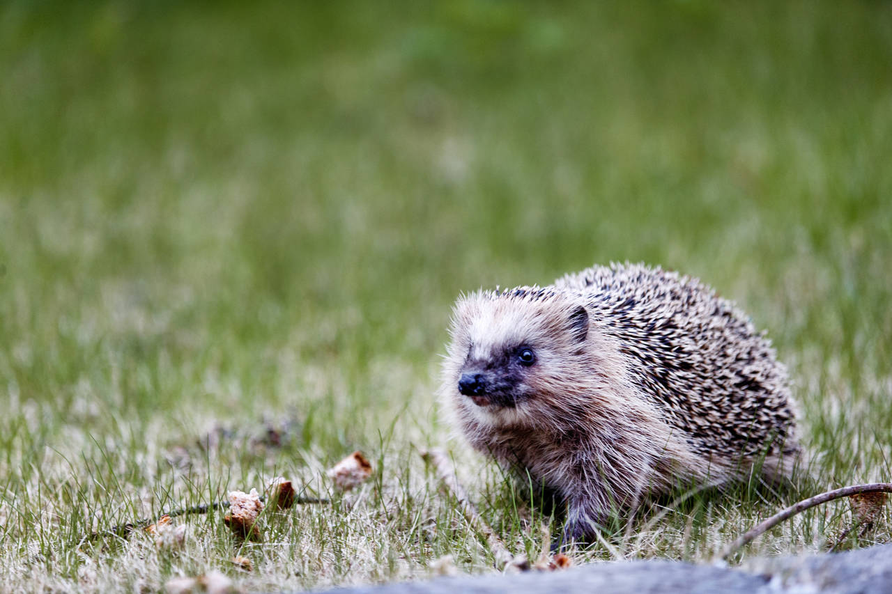 FOTO: Gorm Kallestad/NTB scanpix