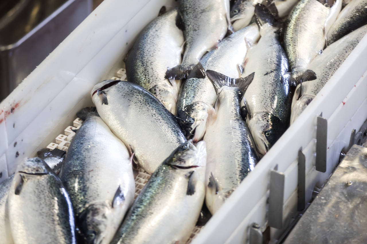 Fiskeeksporten endte på 10,7 milliarder kroner i oktober. Det er en økning å 9,7 prosent sammenlignet med oktober i fjor. Foto: Gorm Kallestad / NTB scanpix