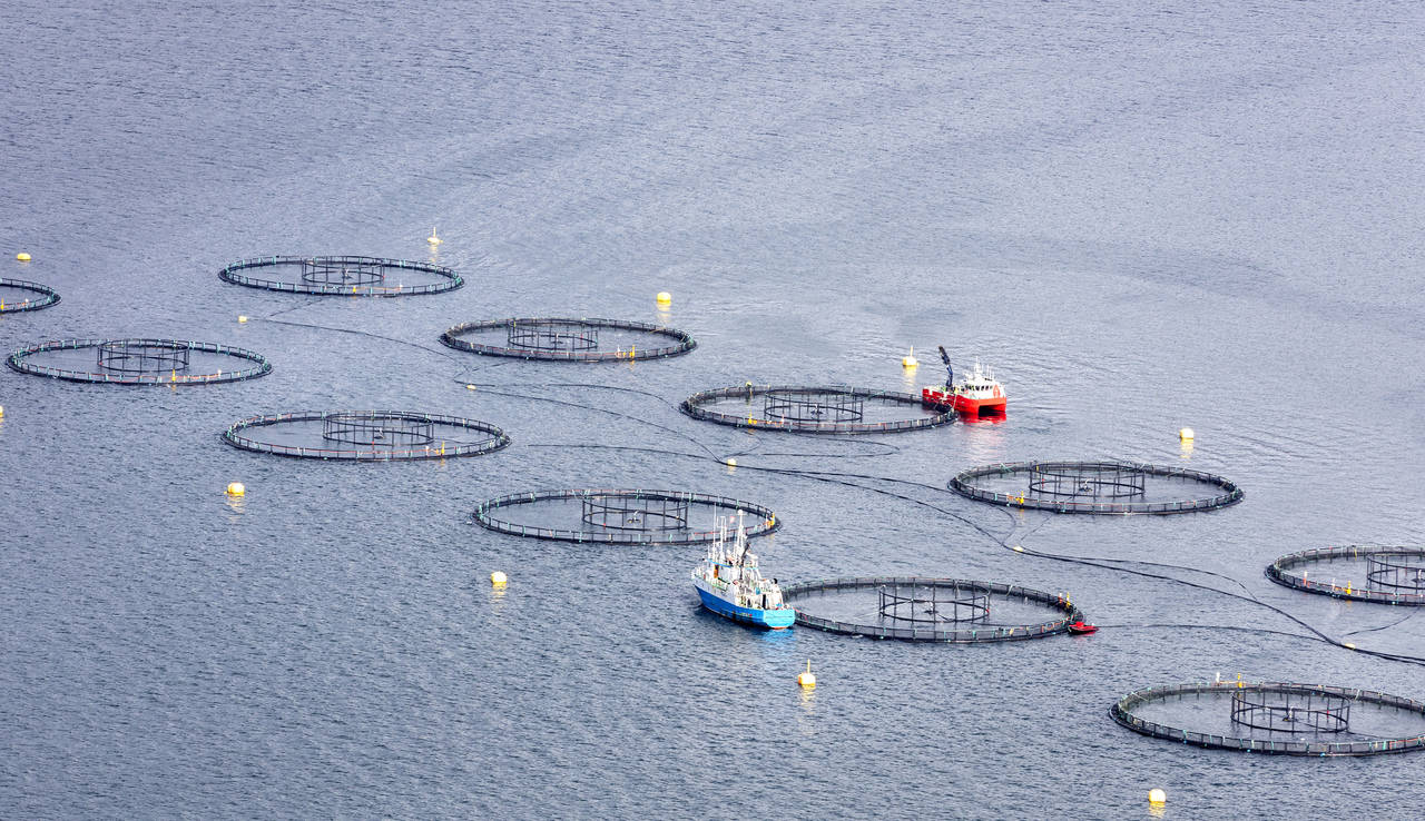 Lakseoppdrettere tjener ekstra mye fordi de får en eksklusiv rett til å bruke havområder og fjorder, som er fellesskapets ressurser. Mer av den avkastningen bør gå tilbake til fellesskapet, mener et skatteutvalg. Foto: Gorm Kallestad / NTB scanpix