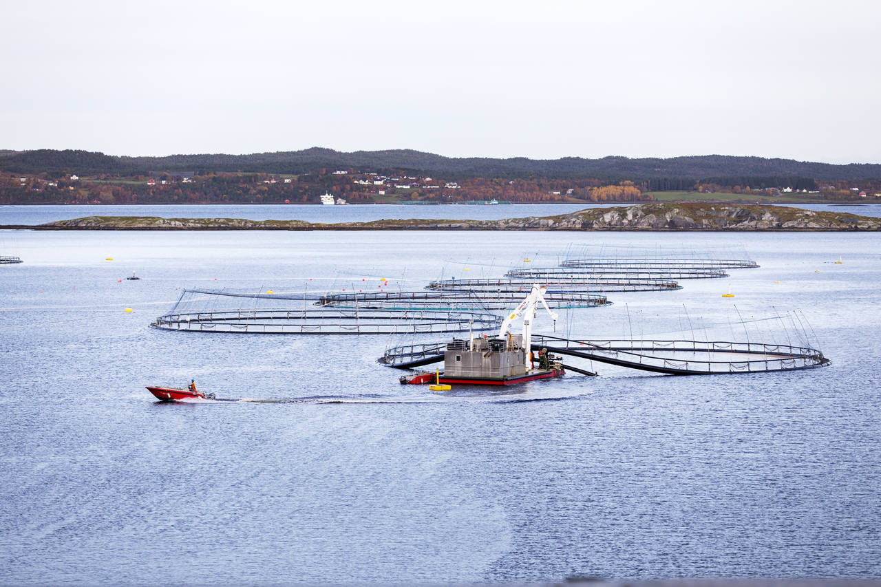 Et regjeringsoppnevnt utvalg legger mandag fram sin anbefaling til skattlegging av oppdrettsnæringen. Foto: Gorm Kallestad / NTB scanpix