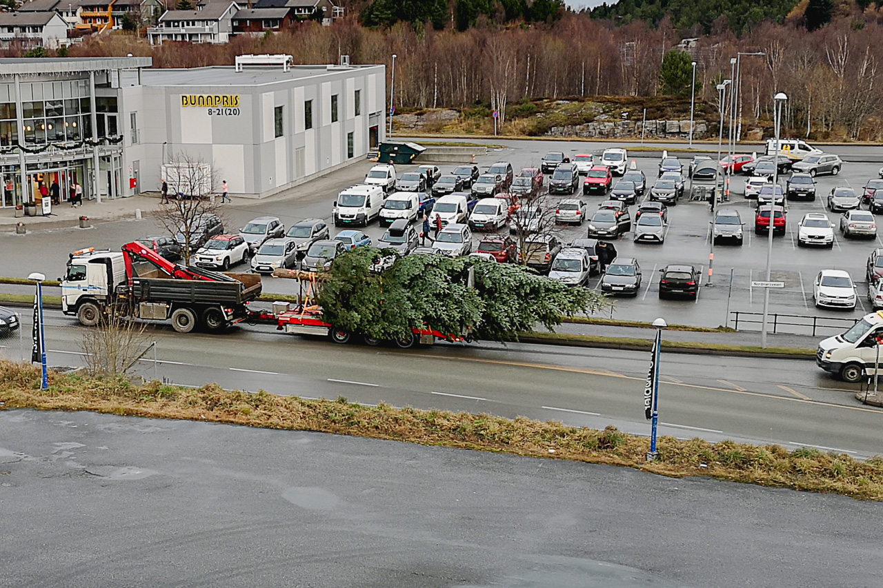 Julegrana på vei over Løkkemyra mandag formiddag. Foto: Kurt Helge Røsand / KSU.NO