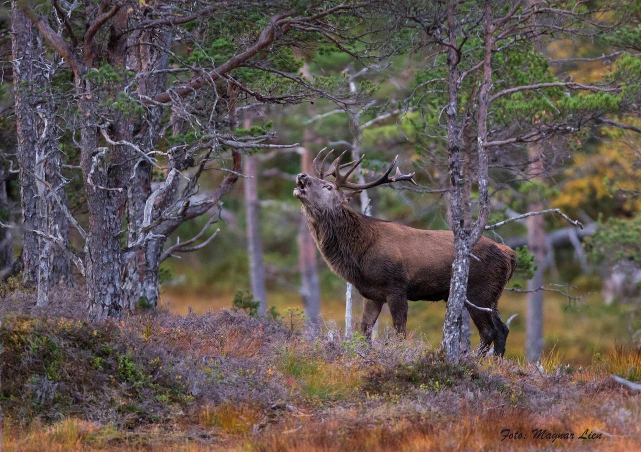 Brølende hjort i brunst. Foto: Naturfotograf Magnar Lien, Aure.