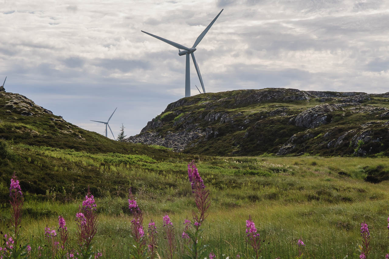 Høyere andel ustabile energikilder som sol- og vindkraft gir mer ustabil strømpris, ifølge Energi Norge. Bildet viser vindturbiner i Smøla kommune i Møre og Romsdal. Foto: Kurt Helge Røsand / KSU.NO