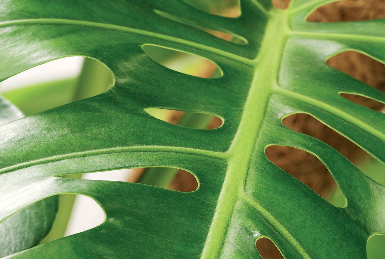 Monstera. Foto: OBP