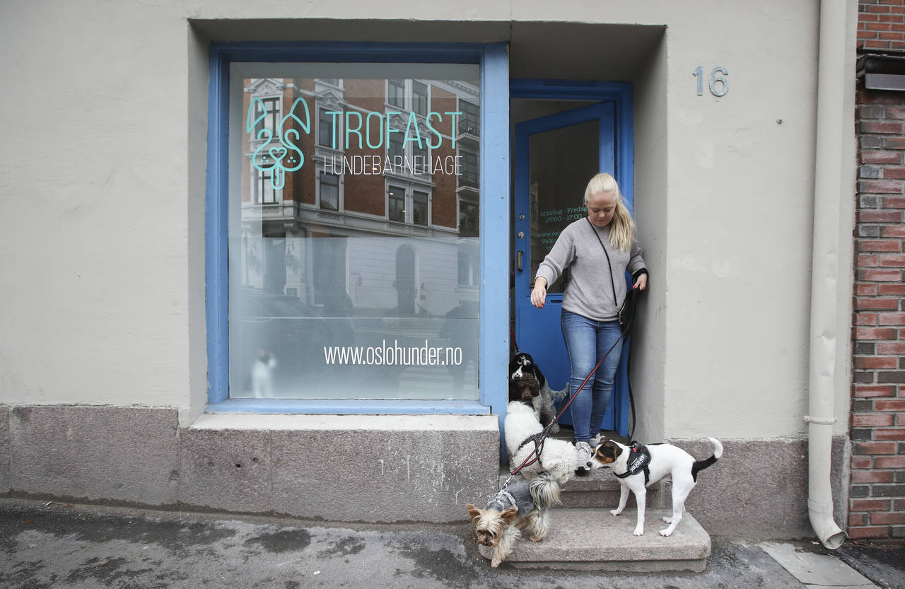 TROFAST: Tine Pettersen (30) sa opp jobben og realiserte drømmen om å drive hundebarnehage midt i byen. Her med Happy (bakerst, 4 md.), Filip (2), Ulla (3), Teo (foran t.v., 7) og Uno (10 md..). FOTO: Vidar Ruud / NTB scanpix