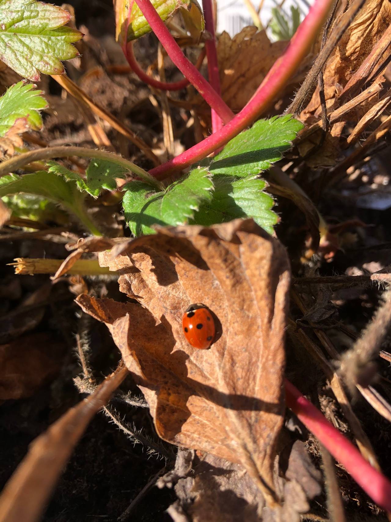 Tid for de små gleder. En marihøne er kommet til vår hage. Foto: Per Helge Pedersen