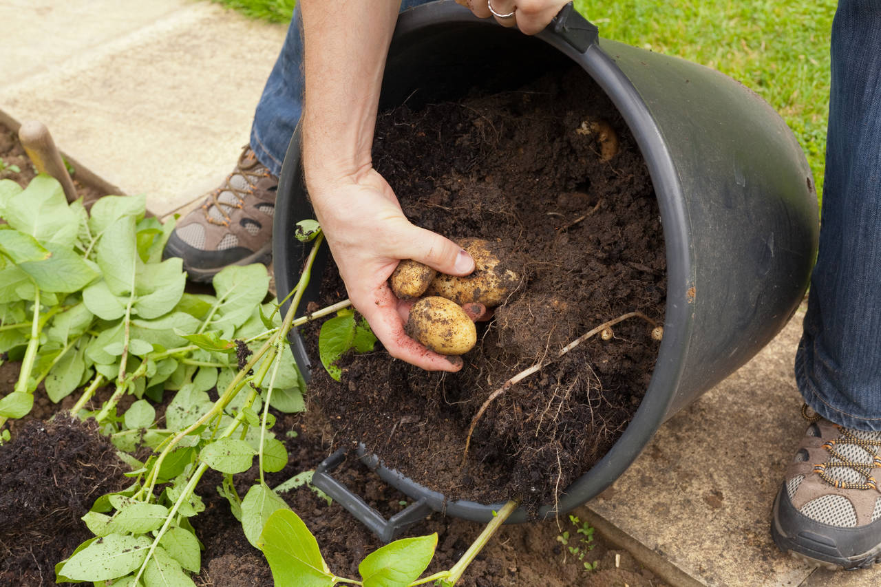 I BØTTE: Poteter kan fint dyrkes i en vanlig bøtte, bare husk hull i bunnen for drenering. Foto: Shutterstock
