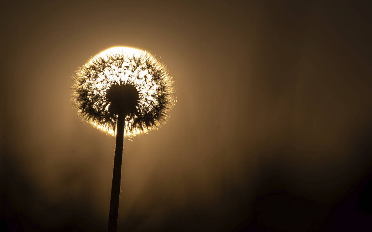 Solen stiger bak en løvetann i Ochsenwang i Tyskland 30. juli. Høye temperaturer og mer tørke vil bli vanligere viser en ny studie i Nature Journal Scientific Report. Foto: Sebastian Gollnow / DPA via AP / NTB scanpix