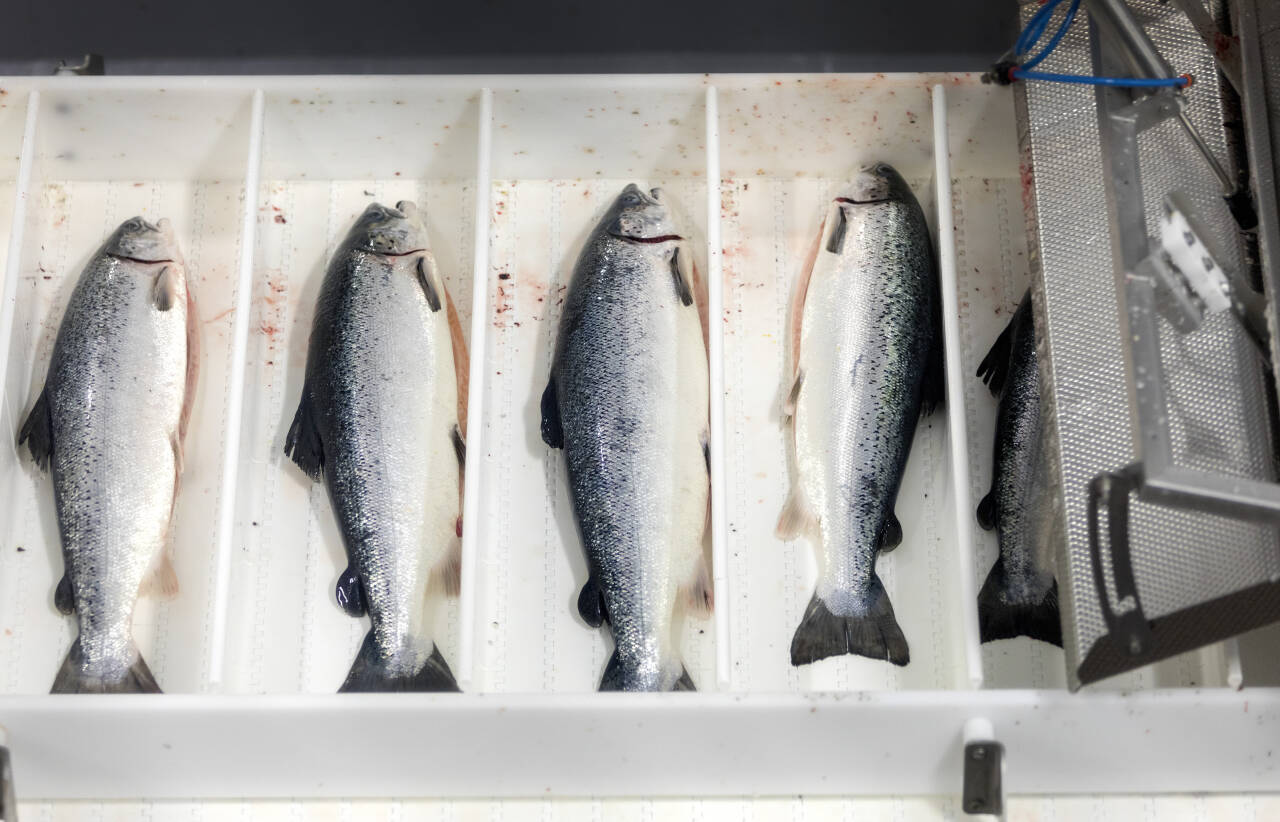 Norske fiskeoppdrettere skal produsere mer laks. I tilsvarende auksjon som ble gjennomført i 2018, kjøpte 14 oppdrettsselskaper laksetillatelser for 2,9 milliarder kroner.Foto: Gorm Kallestad / NTB scanpix