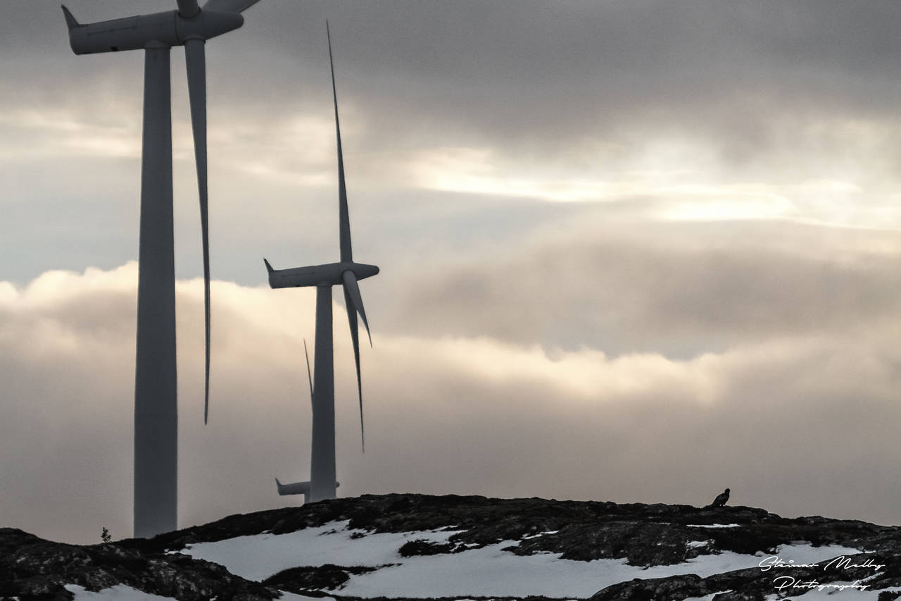 Illustrasjonsbilde av kongeørn som lever farlig foran rekken av vindturbiner i Smøla vindindustrianlegg. Foto: Steinar Melby