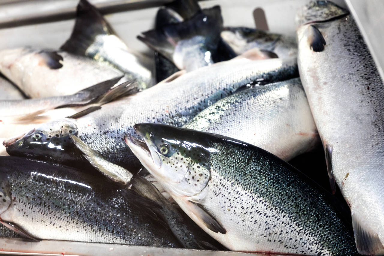 Laks inne på SalMar sitt foredlingsanlegg på Frøya. Foto: Gorm Kallestad / NTB scanpix