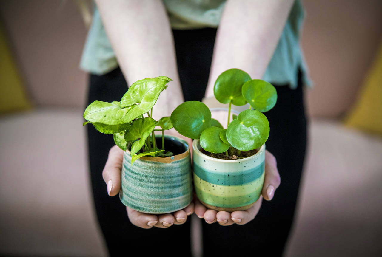 TO TRENDY TYPER: Pilea, det kinesiske pengetreet (til høyre), har vært populær de siste par årene og er enkel å ta stiklinger av. Klatreplanten gåsefotsyngonium (til venstre), med marmorerte blader, har vært ettertraktet lenge. FOTO: Ole Berg-Rusten / NTB scanpix /