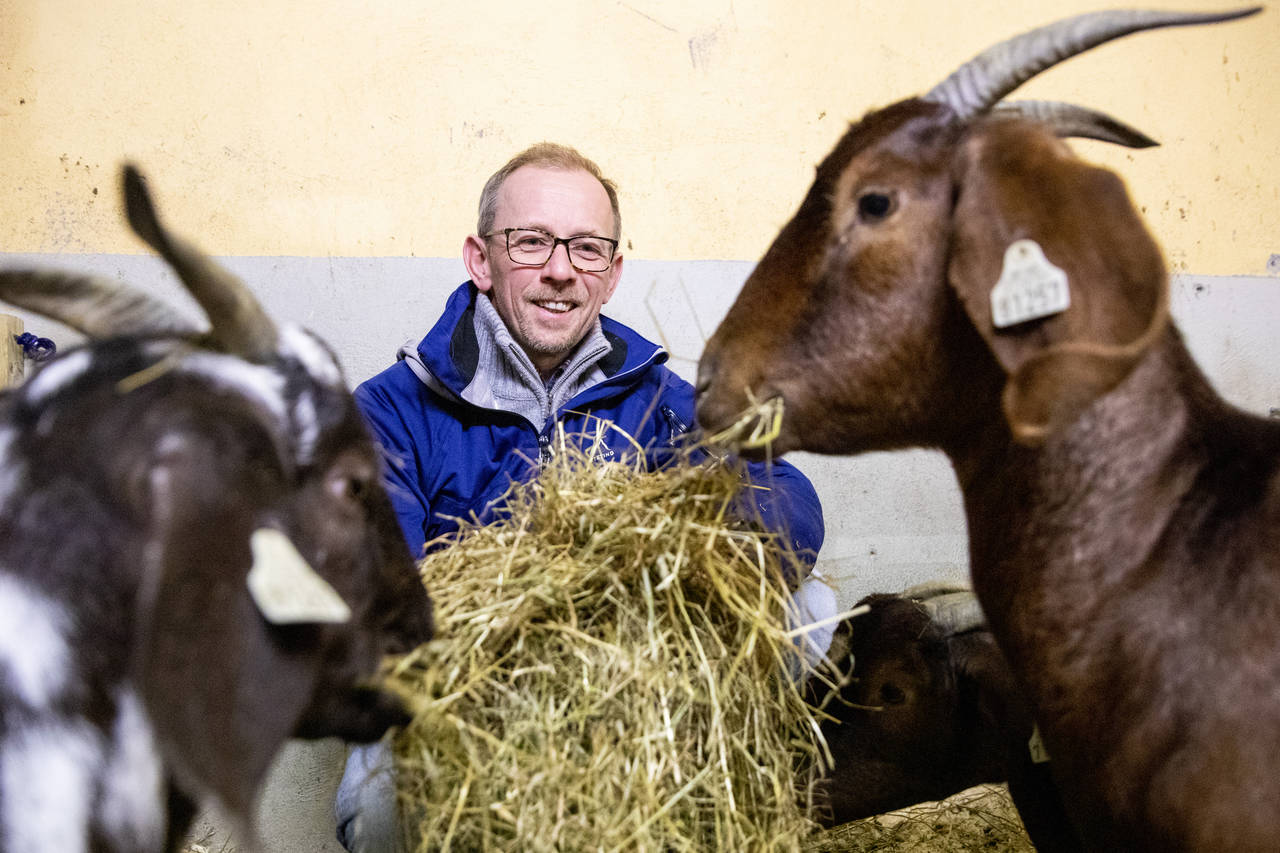 UAVHENGIG: Bonde Kjell Myhrer har hatt boergeit på Glittre gård i Hakadal siden 2002, og selger nå alle produktene sine via REKO-ringen i Lillestrøm, i tillegg til eget gårdsutsalg. FOTO: Tore Meek