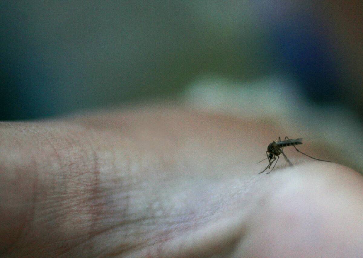 Mange nordmenn blir stukket av mygg i løpet av sommeren. I år har myggen hatt gode forhold, og det er trolig flere mygg enn normalt. Illustrasjonsfoto: Sara Johannessen / NTB scanpix