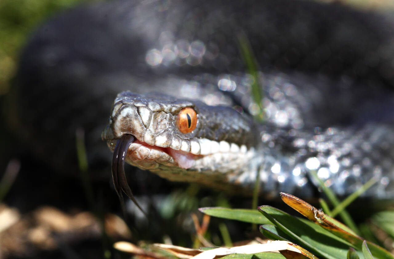 Hoggorm (vipera berus) er en av tre ormer i norsk fauna og den eneste giftige slangen. Hoggormen er fredet i Norge, men ikke utrydningstruet. Foto: Cornelius Poppe / NTB scanpix