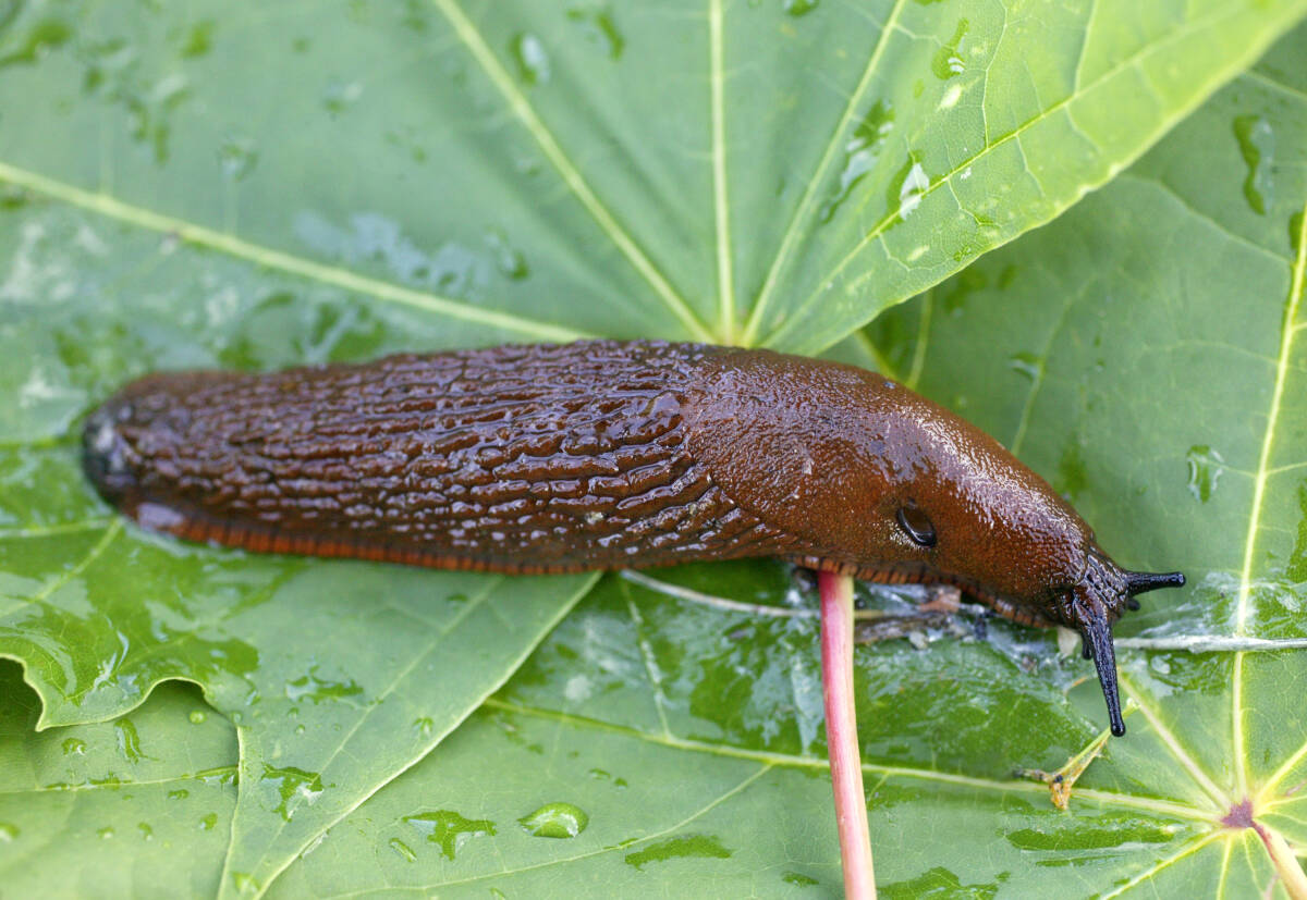 Brunsneglen (Arion lusitanicus Mabille) kan bli et mareritt for enhver hageeier. Den kom opprinnelig til Norge fra Frankrike, hvor den ikke er spesielt plagsom. Men i Norge har den få naturlige fiender. Foto: Berit Roald / NTB scanpix