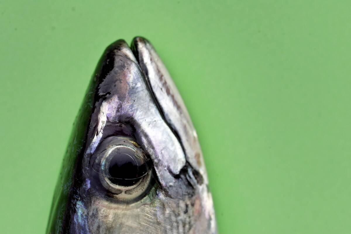 Makrell er blant fiskeslagene som har økning. Illustrasjonsfoto: Sara Johannessen / SCANPIX