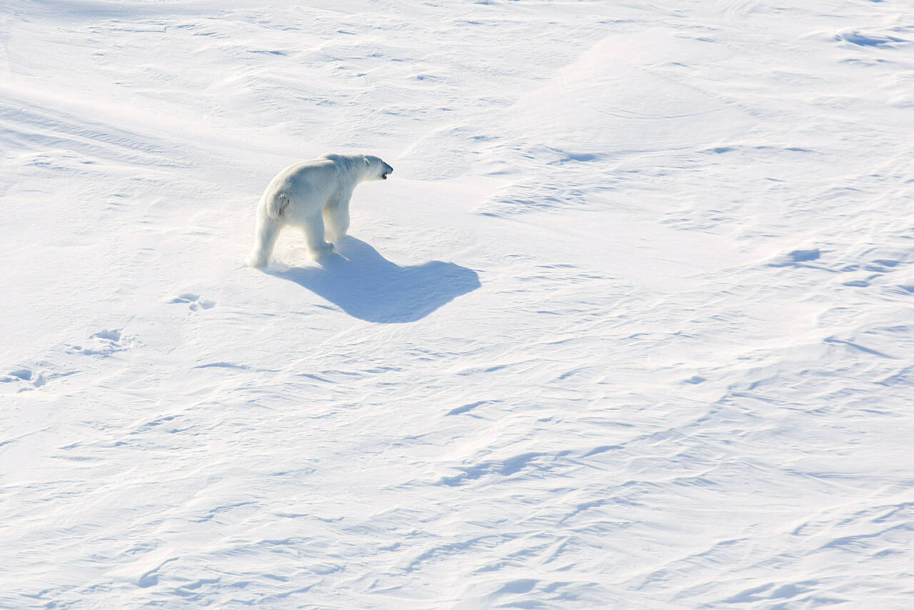 En isbjørn lusker på isen på rundt 82 grader nord, ikke langt unna det norske forskningsskipet Lance, i 2015. Bildet er tatt fra helikopter. Foto: Tore Meek / NTB scanpix