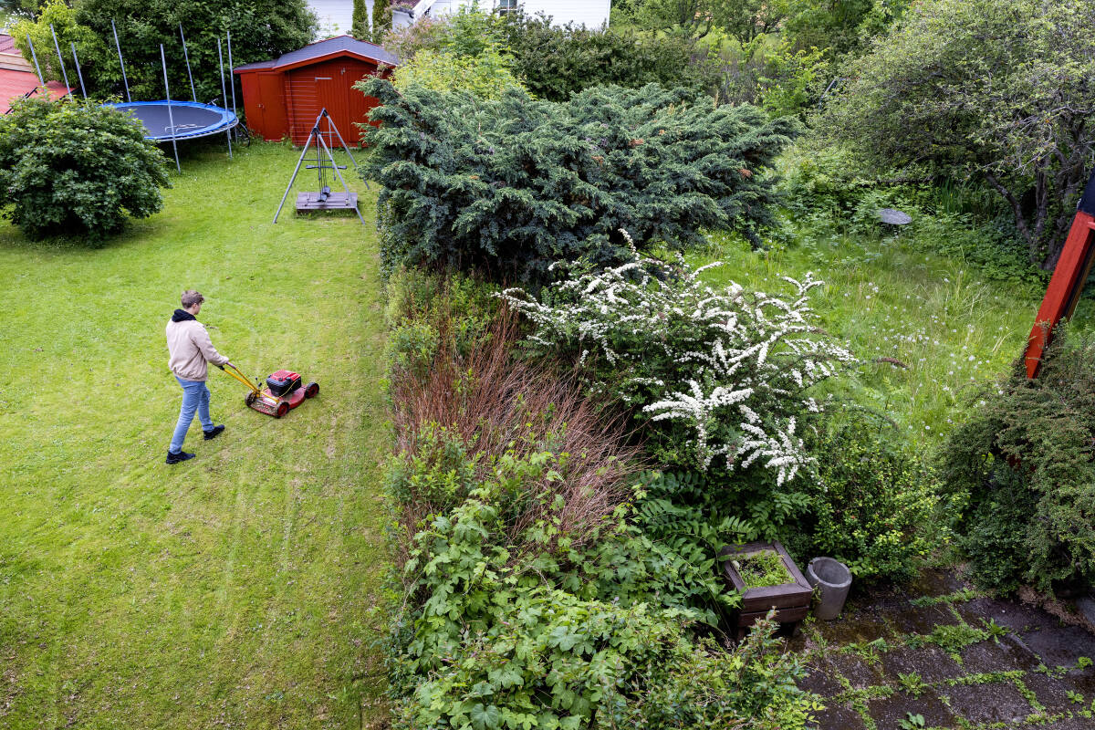 Den brune flekkbåndsneglen kan forårsake skader på planter. Finner du den i hagen, oppfordrer Mattilsynet at du dreper den på en rask og skånsom måte. Du kan blant annet dele den i to. Foto: Gorm Kallestad / NTB scanpix