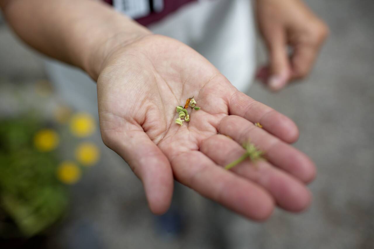 UMODNE: Disse ringblomstfrøene er fremdeles grønne, og dermed ikke klare til å høstes. FOTO: Stian Lysberg Solum / NTB scanpix