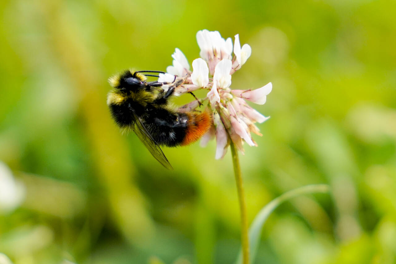 Ifølge Naturvernforbundet bør store deler av kantklippingen vente til august, etter at viktige planter har satt frø. Foto: Fredrik Hagen / NTB scanpix