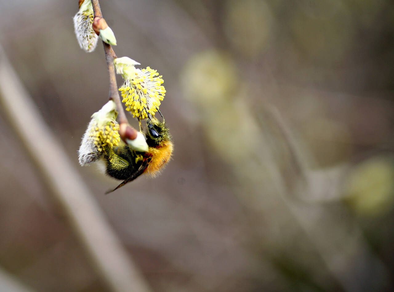 Bien er en av menneskenes beste venner. Uten deres pollinerende evner vil mye av matproduksjonen være tapt. Foto: Sara Johannessen / NTB scanpix
