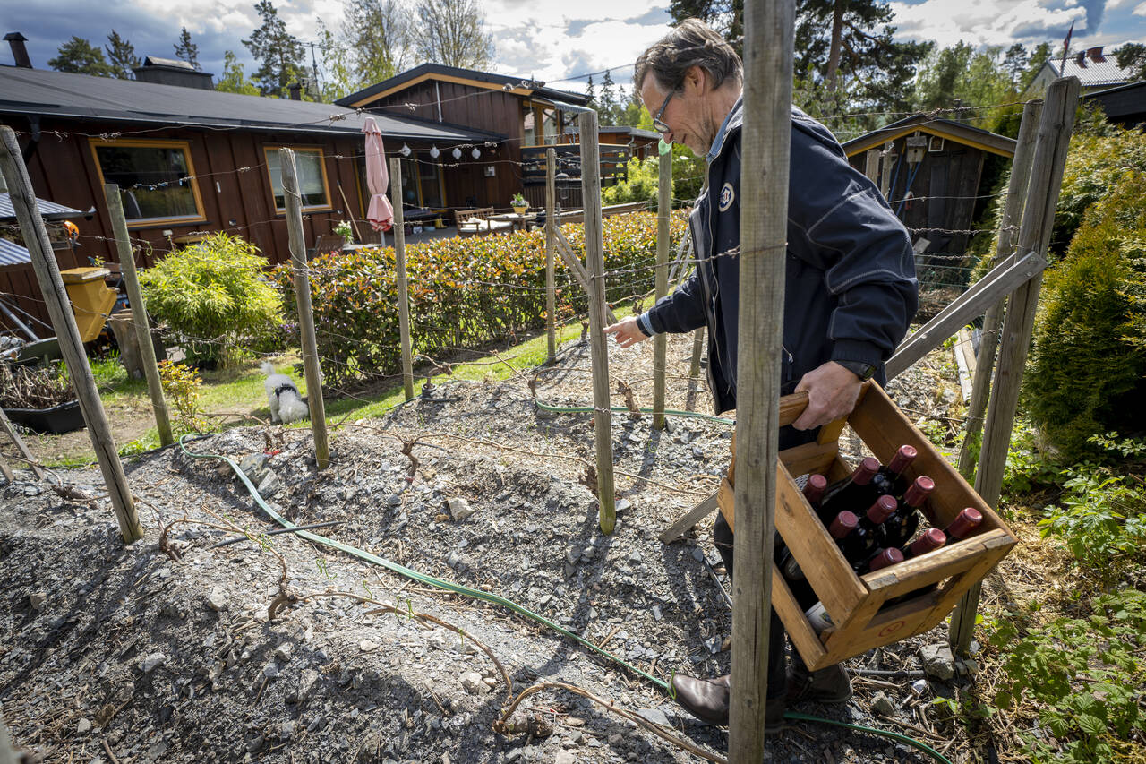 VINGÅRD: Midt i et villaområde i Oslo dyrker Hans-Christian Holdt vindruer. Mer herdige sorter og mildere klima har gjort det mulig å dyrke druer over store deler av Norge. Foto: Heiko Junge / NTB scanpix