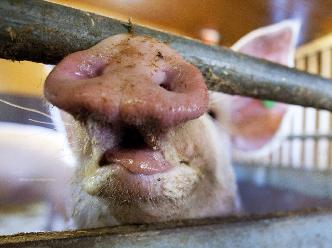 I en tenkt situasjon hvor importen av kraftfôringredienser stopper opp, kan halvparten av all norsk kjøttproduksjon rammes. Svineproduksjonen kan bli redusert med 70 prosent. Illustrasjonsfoto: Gorm Kallestad / NTB scanpix