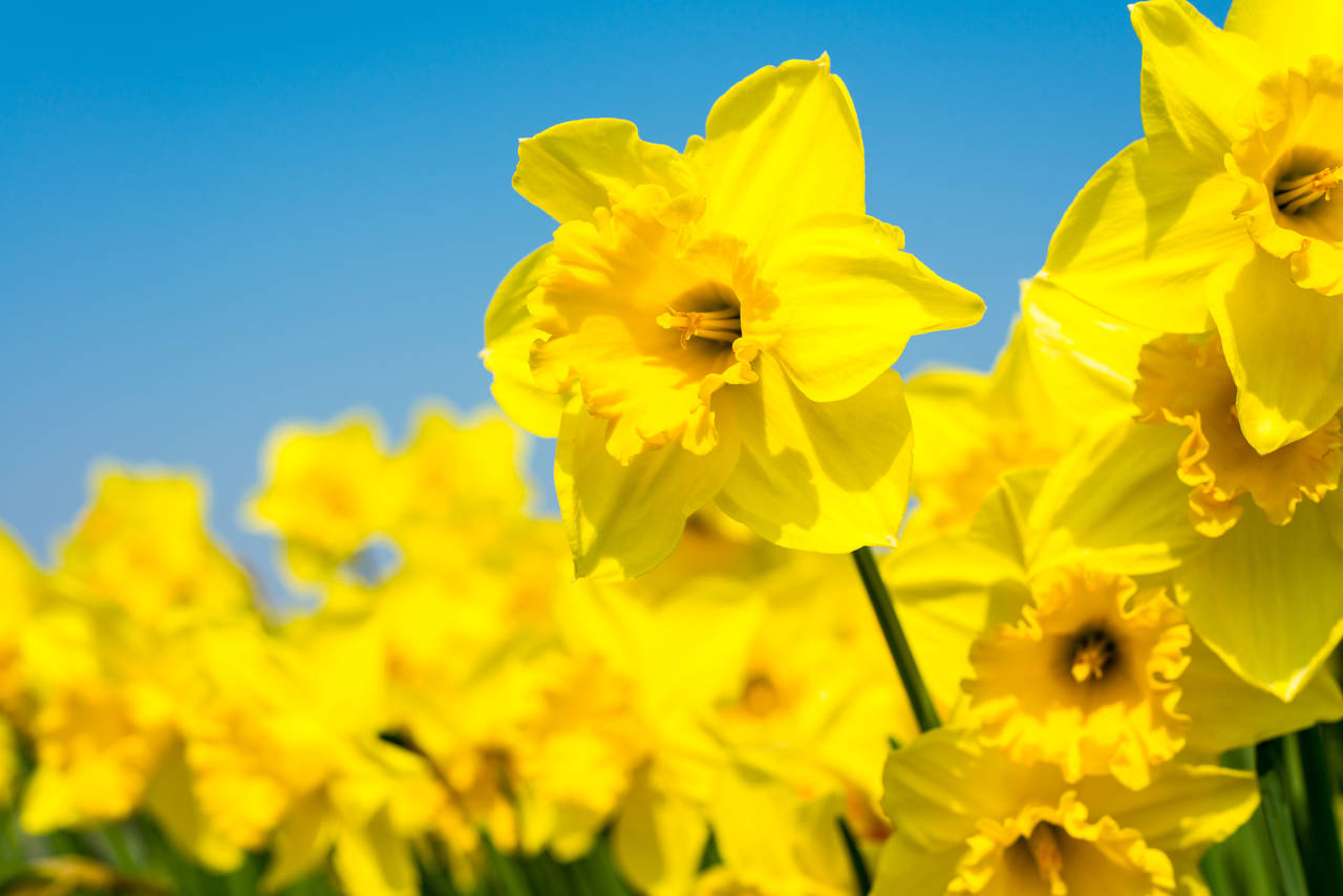 Påskeliljer. Foto: Shutterstock / NTB scanpix