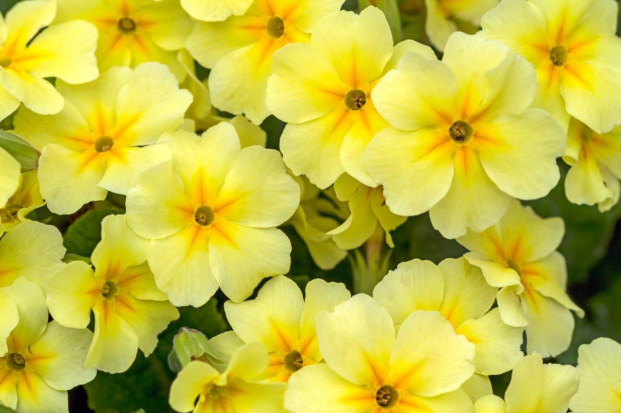 Primula. Foto: Shutterstock / NTB scanpix