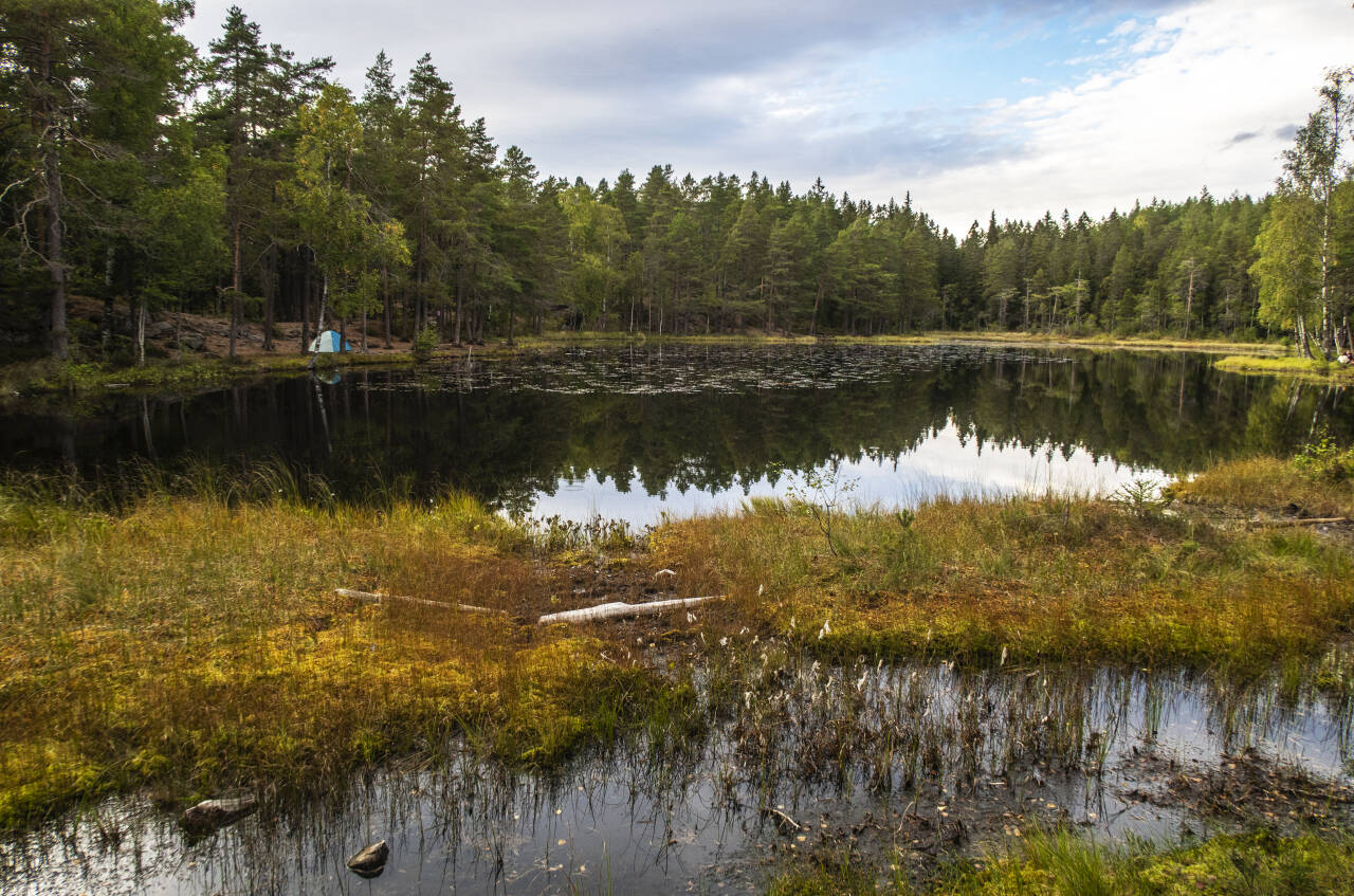 Nedre Blanksjø i Nordmarka i Oslo. Den nye rapporten «Naturindeks for Norge 2020» viser at naturmangfoldet er under press i Norge. Foto: Halvard Alvik / NTB