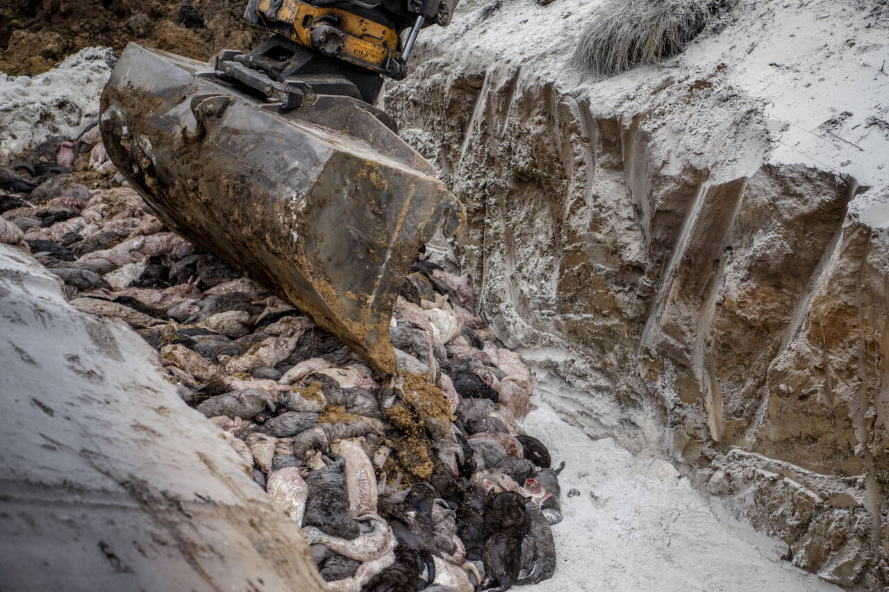 Den danske regjeringen har bedt om at alle mink avlives. Foto: Morten Stricker / Ritzau Scanpix via AP / NTB