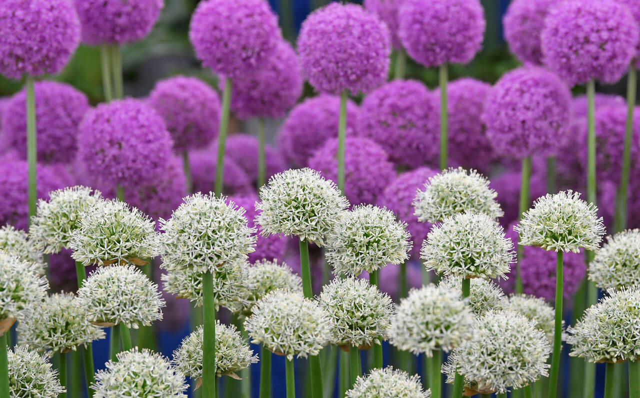 TREND: Allium, eller prydløk på norsk, er blitt en trend blant hageinteresserte. Her er de i all sin prakt på Chelsea Flower Show. Foto: Toby Melville / Reuters / NTB