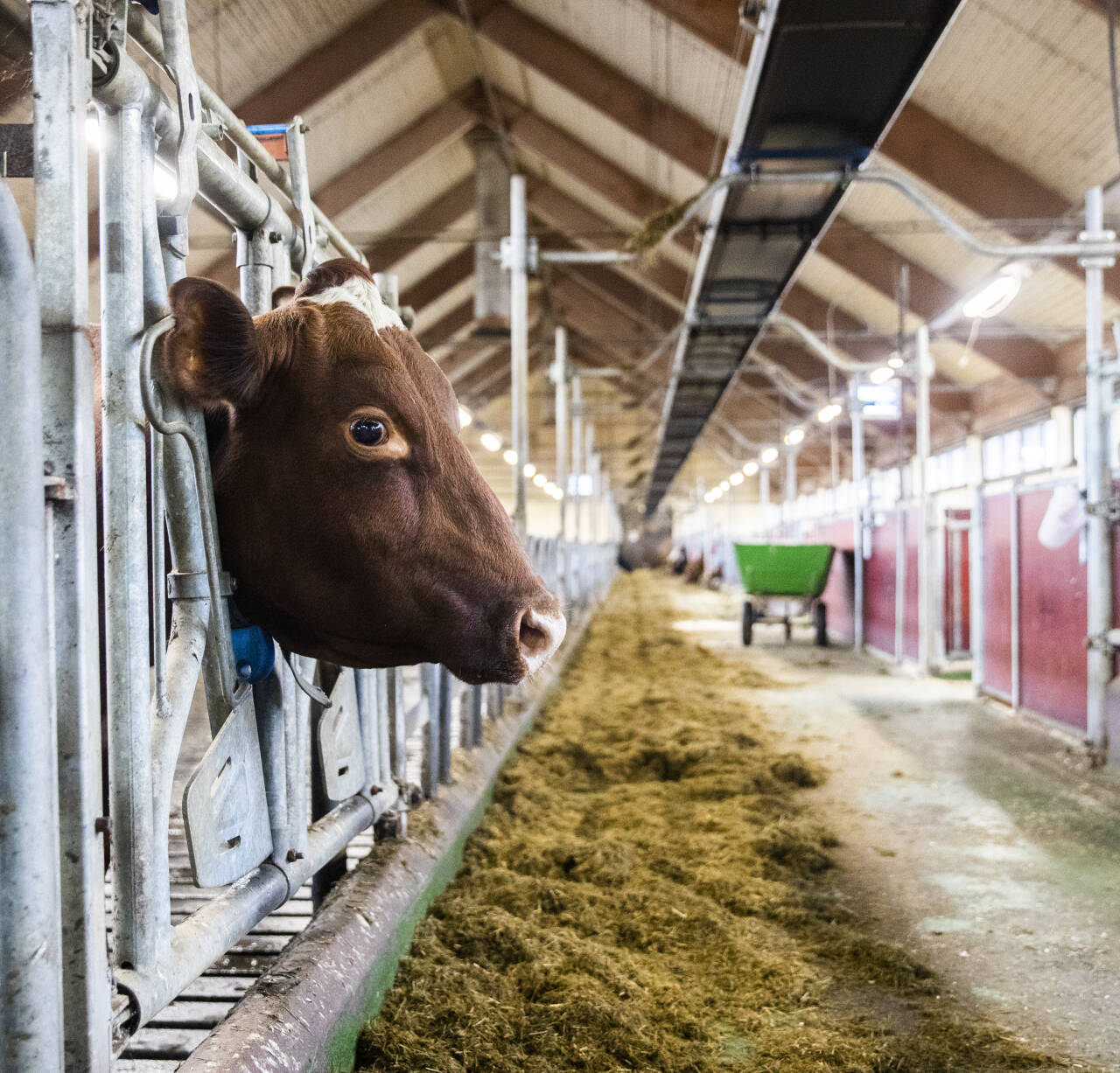 Kuene i Norge må melke mer under pandemien enn ellers. Her er en ku på Bygdøy kongsgård i Oslo. Foto: Berit Roald / NTB