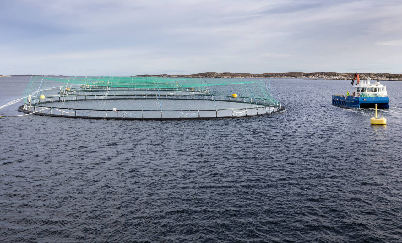 Et lakseoppdrettsanlegg med båt til havs i Frohavet på Trøndelagskysten. Foto: Gorm Kallestad / NTB scanpix