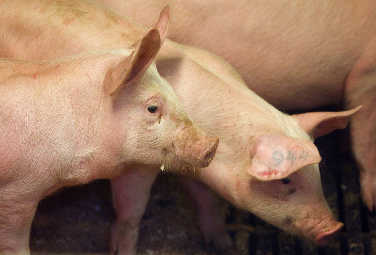 Etter flere år med overskudd på svinekjøtt, er situasjonen snudd på hodet på grunn av koronasituasjonen. Nå er lagrene tomme og Norge må importere svinekjøtt fra EU.Illustrasjonsfoto: Heiko Junge / Scanpix.