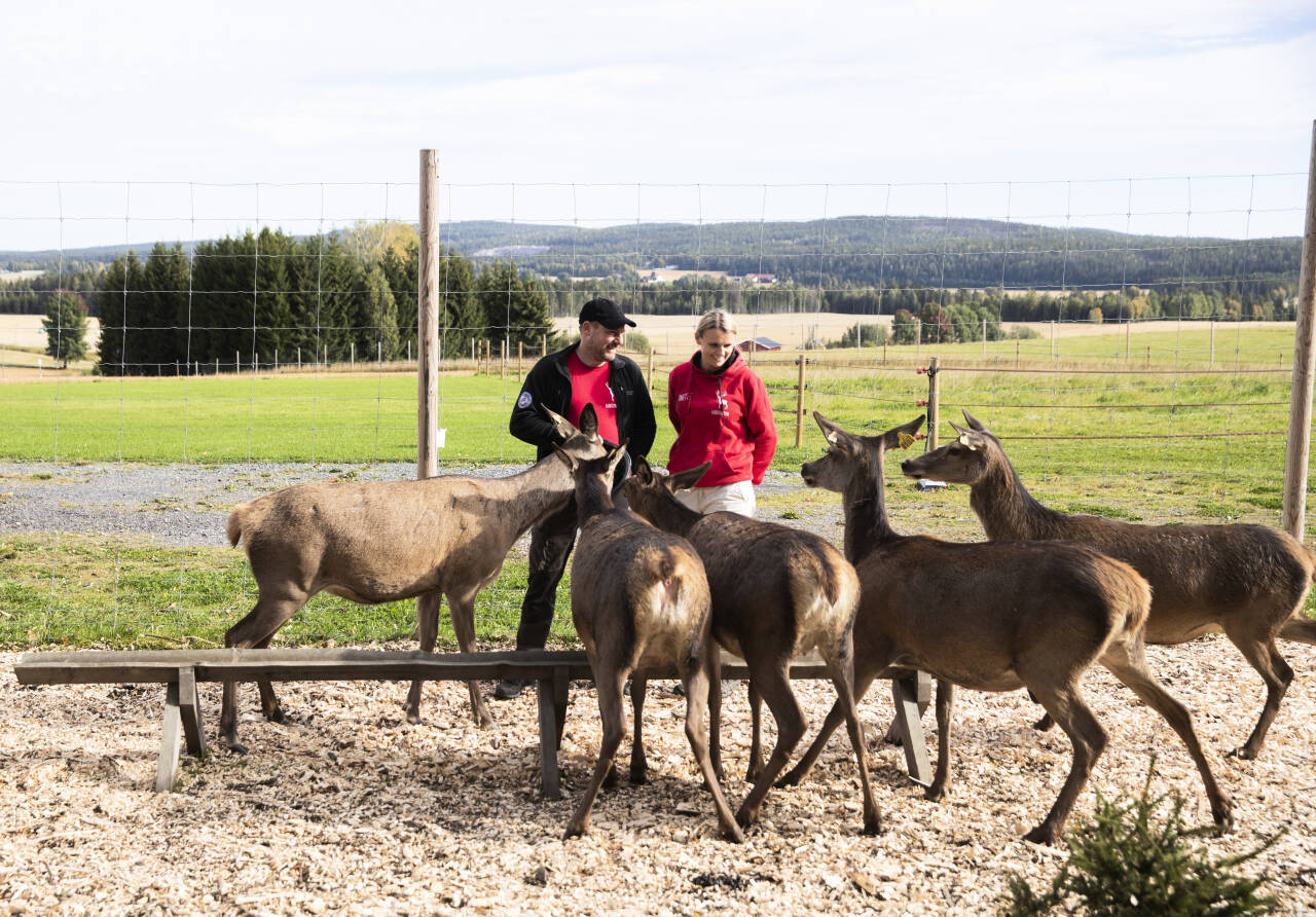FÔRING: Anette og Torleif Mørk forteller at det tok tid før hjorten ble vant til dem, men nå kommer hele flokken løpende for å få kraftfôr. Foto: Berit Roald / NTB Tema