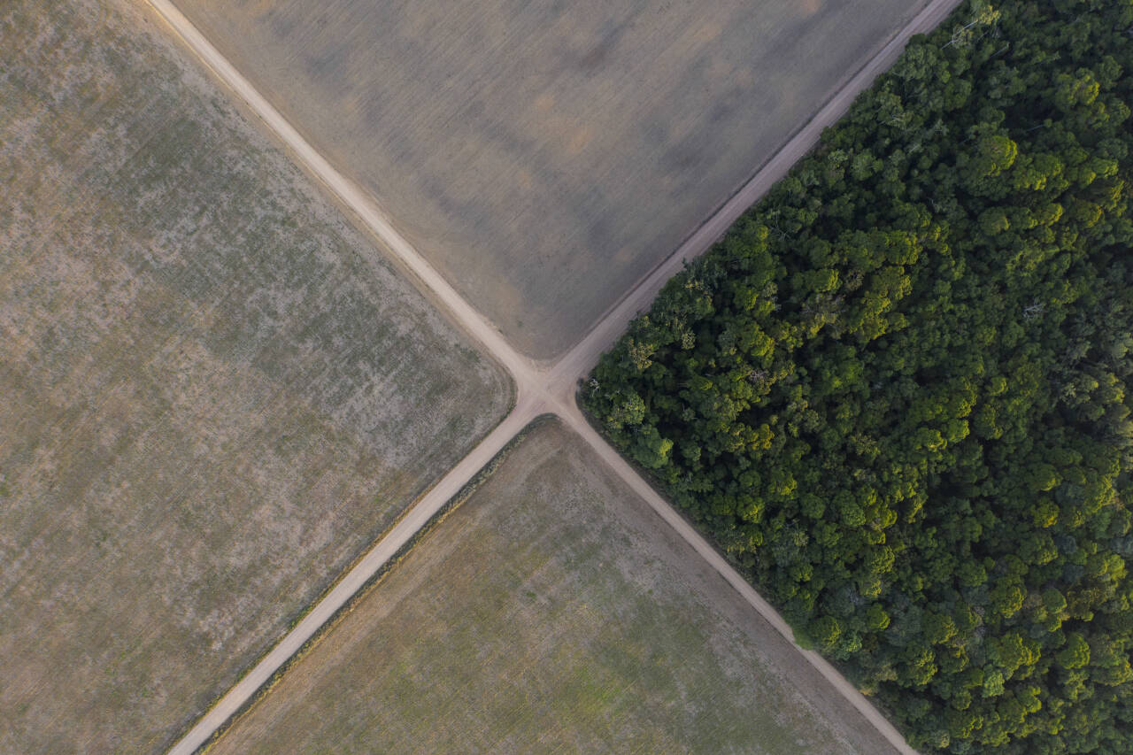 Et stykke av Amazonasregnskogen grenser til en soyaplantasje i Brasil. Menneskehetens herjinger med naturen gjør at verdensledere fra alle kontinent mandag erklærer natur- og klimakrise. Foto: Leo Correa / AP / NTB