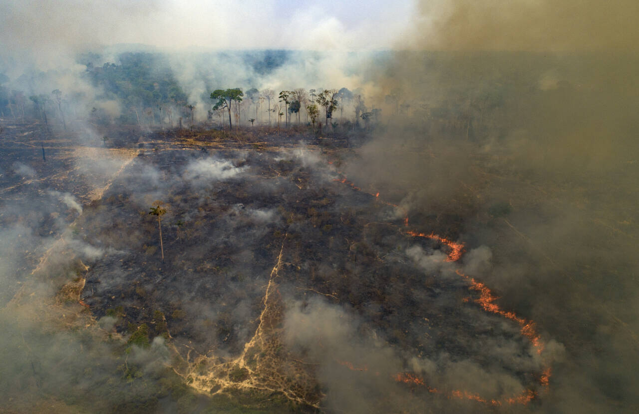 Avskoging og tap av leveområder er blant de største driverne for den pågående naturkrisen i verden. Bildet viser en av de flere tusen brannene som er registrert i Amazonas de siste årene. Amazonas har nå mistet rundt 17 prosent av sitt opprinnelig område, og miljøvernere frykter regnskogen vil nå et vippepunkt i løpet av de neste 15–30 årene hvor den ikke klarer å generere nok regn til å bestå. Foto: Andre Penner, Ap /NTB scanpix.