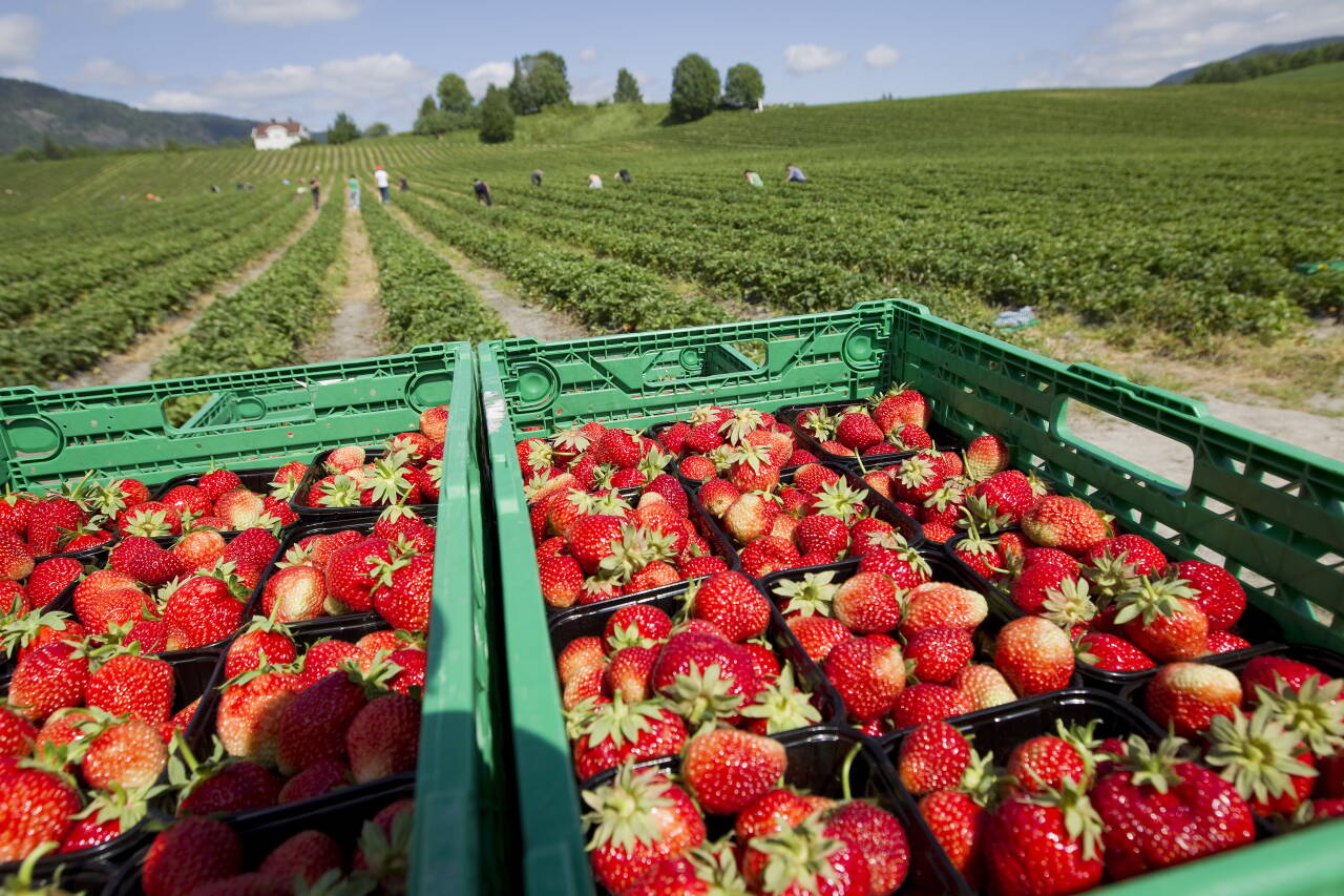 Vanskeligheter med å få inn arbeidskraft skaper store utfordringer for jordbærprodusentene. Foto: Gorm Kallestad / NTB