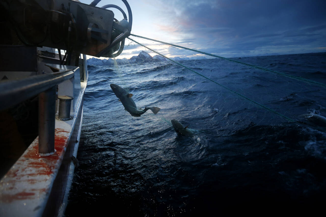 Torskefisket i nord er blitt en verkebyll i forholdet mellom Norge og EU etter brexit. Dette bildet viser fiskere utenfor Senja. Foto: Cornelius Poppe / NTB