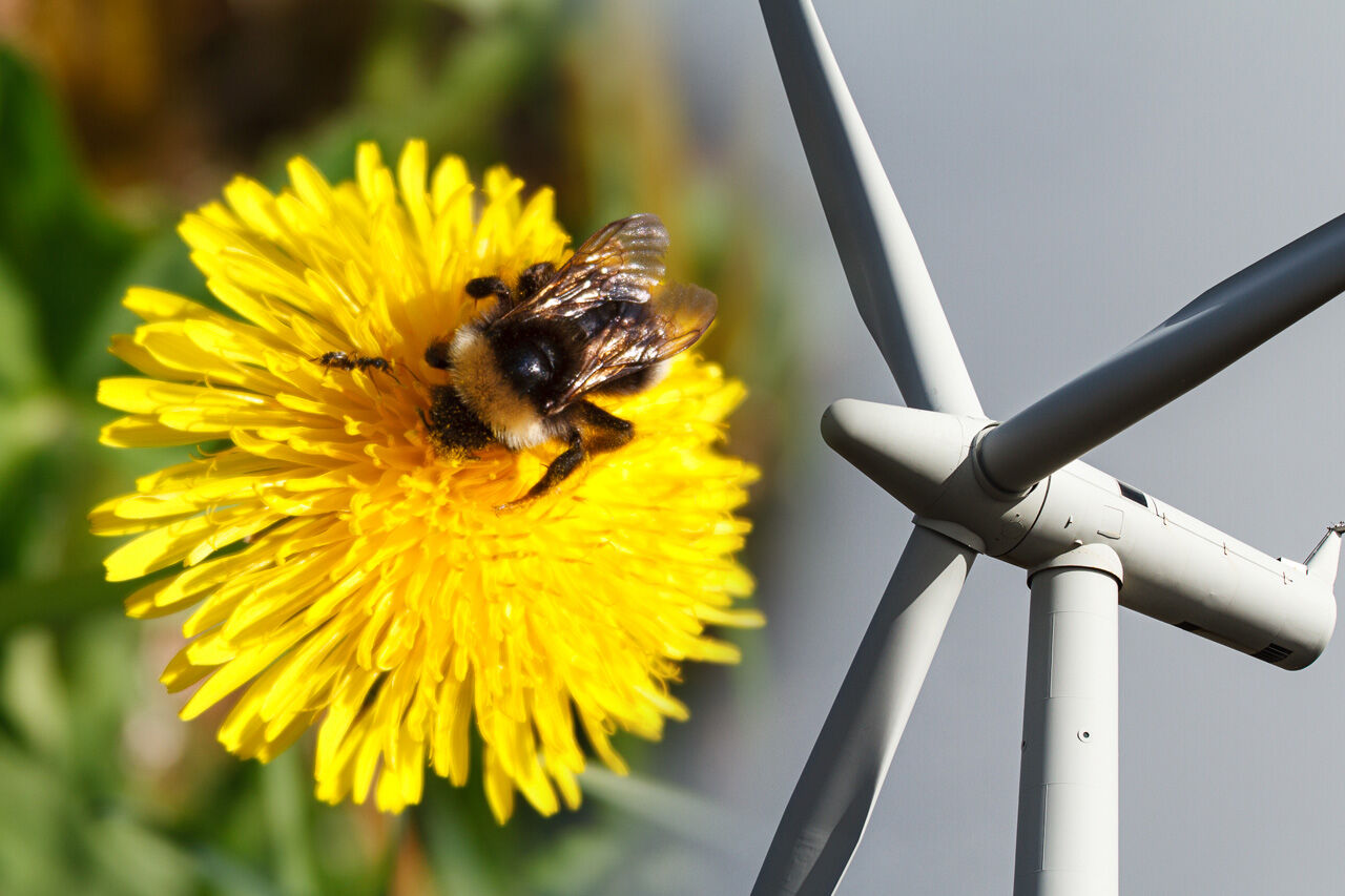 NRK journalist Iselin Elise Fjeld omtaler en stor tysk studie der det rapporteres at tysk vindkraft dreper 1200 tonn insekter årlig! Illustrasjon: Steinar Melby / KSU.NO