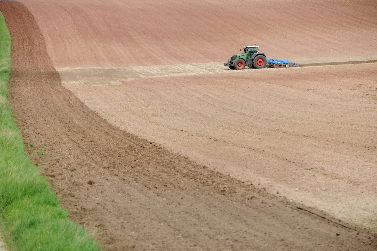 Jordbruksarealet i Norge utgjør rundt 3 prosent av landarealet, og en tredel av dette arealet egner seg for dyrking av matkorn. Foto: Frank May / NTB